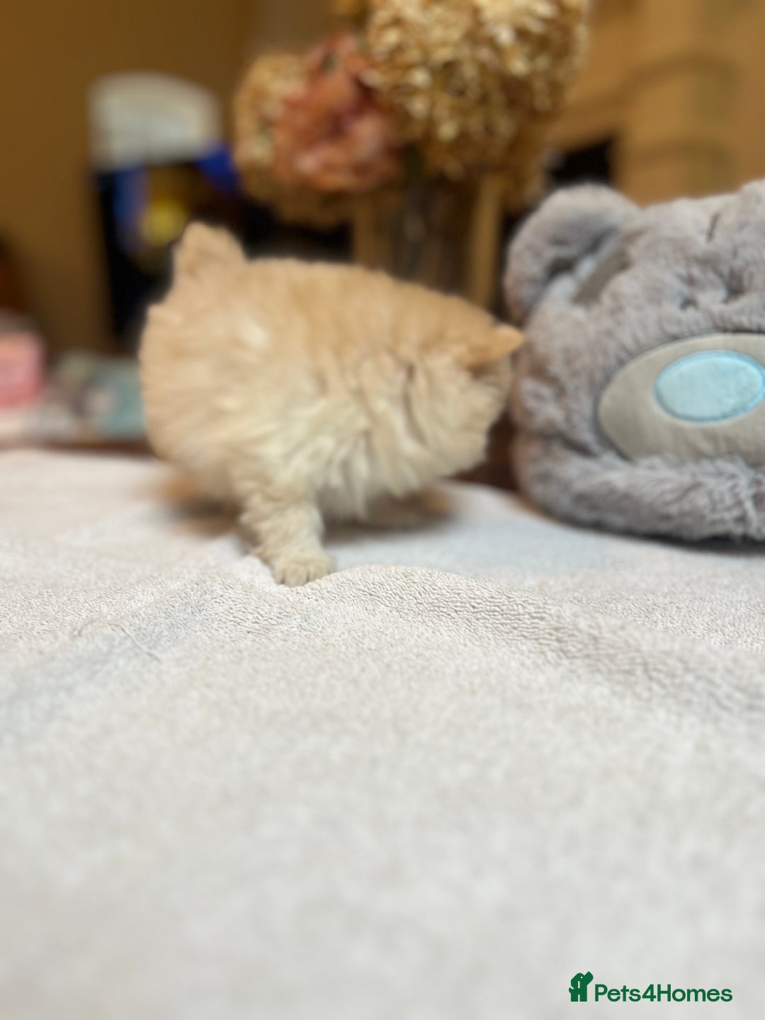 Pomeranian dogs for sale: Pomeranian puppies to die for - Advert 6