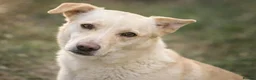 Mixed Breed dogs for adoption: PANDORA - A Beautiful Soul for a Loving Home in Wisbech - Advert 3
