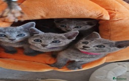 Russian Blue cats for sale: Pure Russian Blue kittens 💙  - Image 17