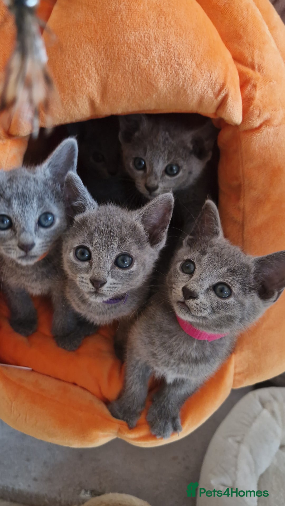 Russian Blue cats for sale: Pure Russian Blue kittens 💙  - Image 17