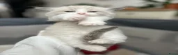 Ragdoll cats for sale: Blue & Cream Ragdoll kittens  - Advert 11