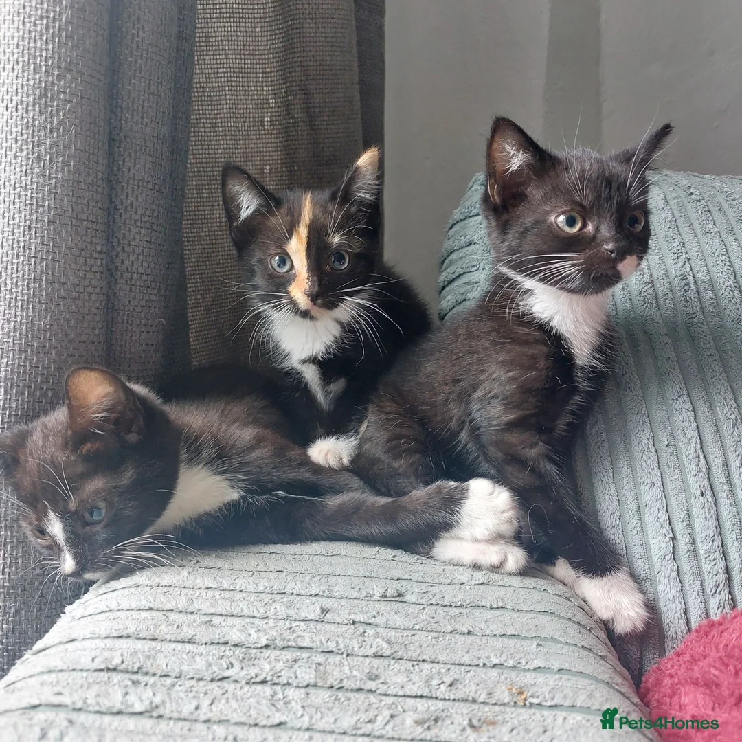 Mixed Breed cats for sale: Kittens in Truro - Advert 13