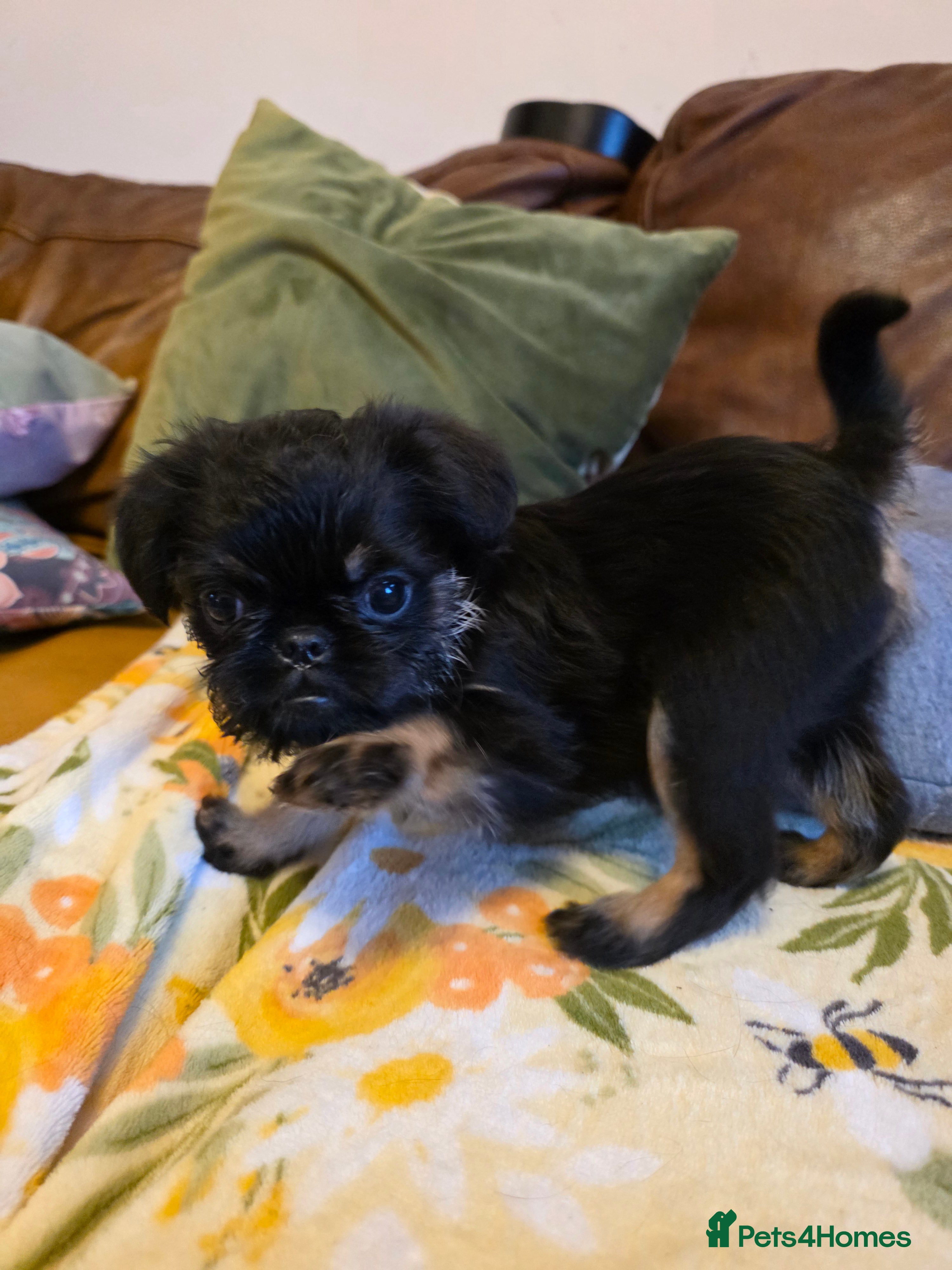 Griffon Bruxellois dogs KC Registered Rough Brussels Griffon  - Advert 2