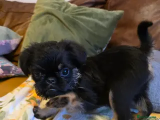 Griffon Bruxellois dogs KC Registered Rough Brussels Griffon - Advert 2