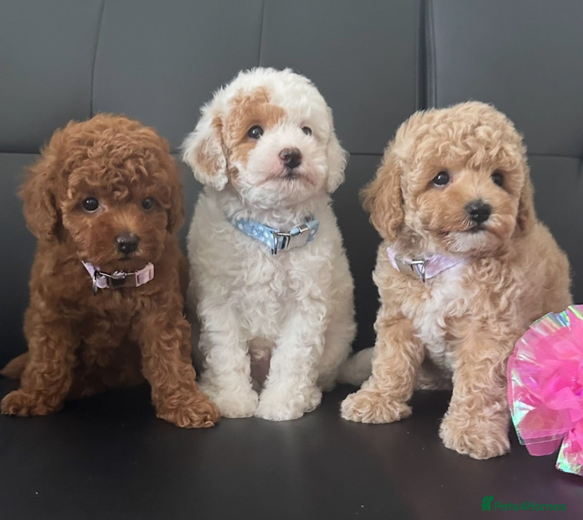 Maltipoo dogs 🐶 3 Gorgeous Toy Maltipoo Puppies For Sale 🐶 - Advert 2