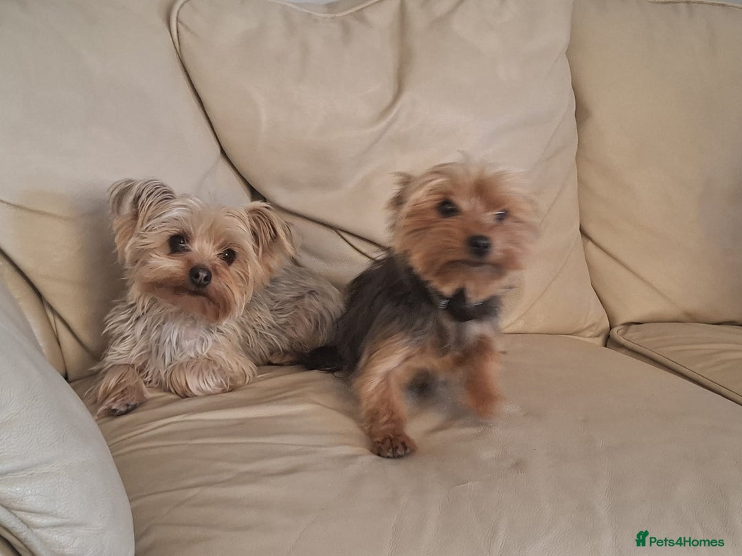 Yorkshire Terrier dogs for sale: Miniature Yorkshire Terrier pups - Image 14
