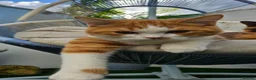 Selkirk Rex cats for sale:  Beautiful Home-Raised Selkirk Rex&BSH Kittens 😻 - Advert 14