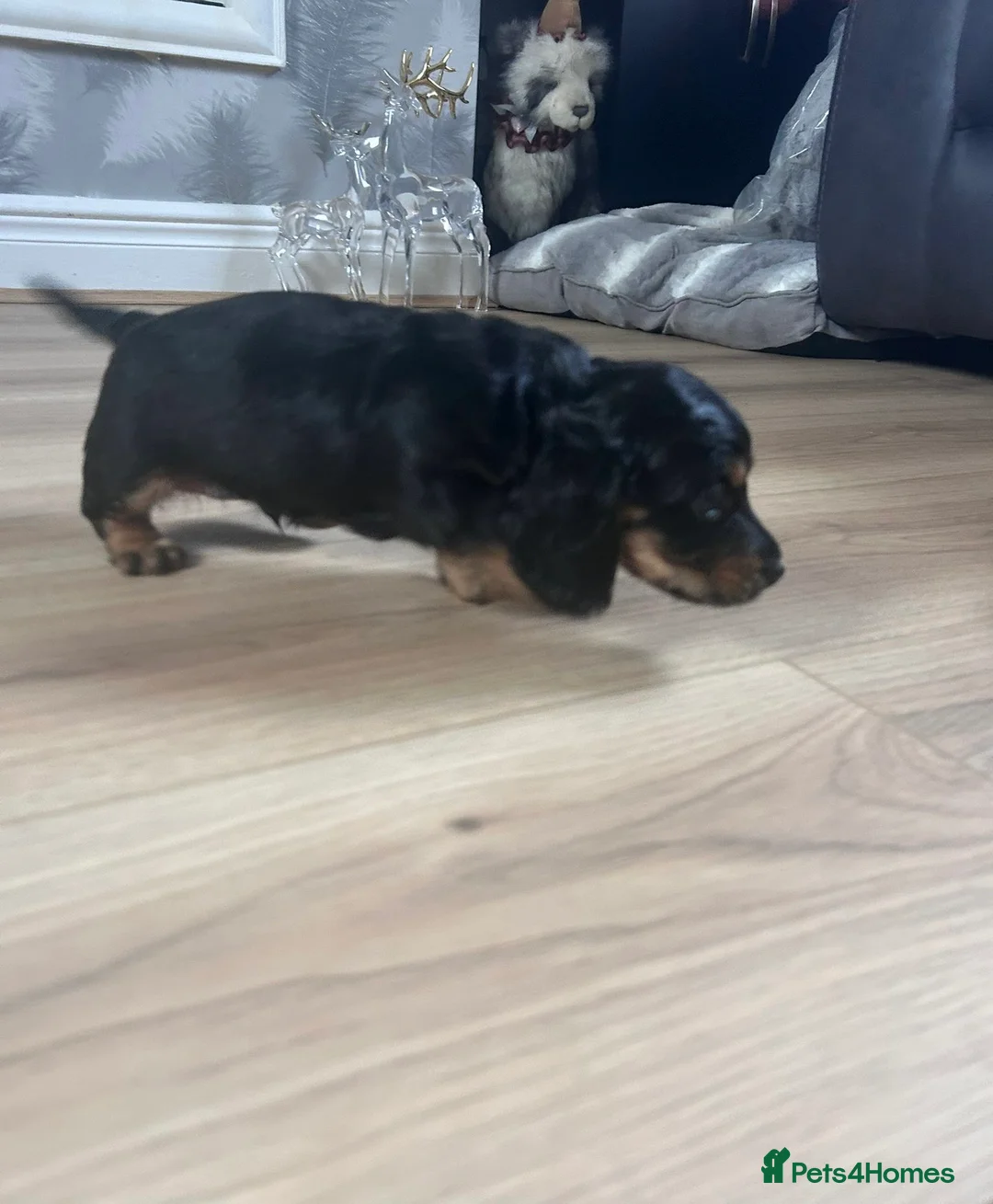 Miniature Dachshund dogs for sale: Miniature Dachshund - Advert 2