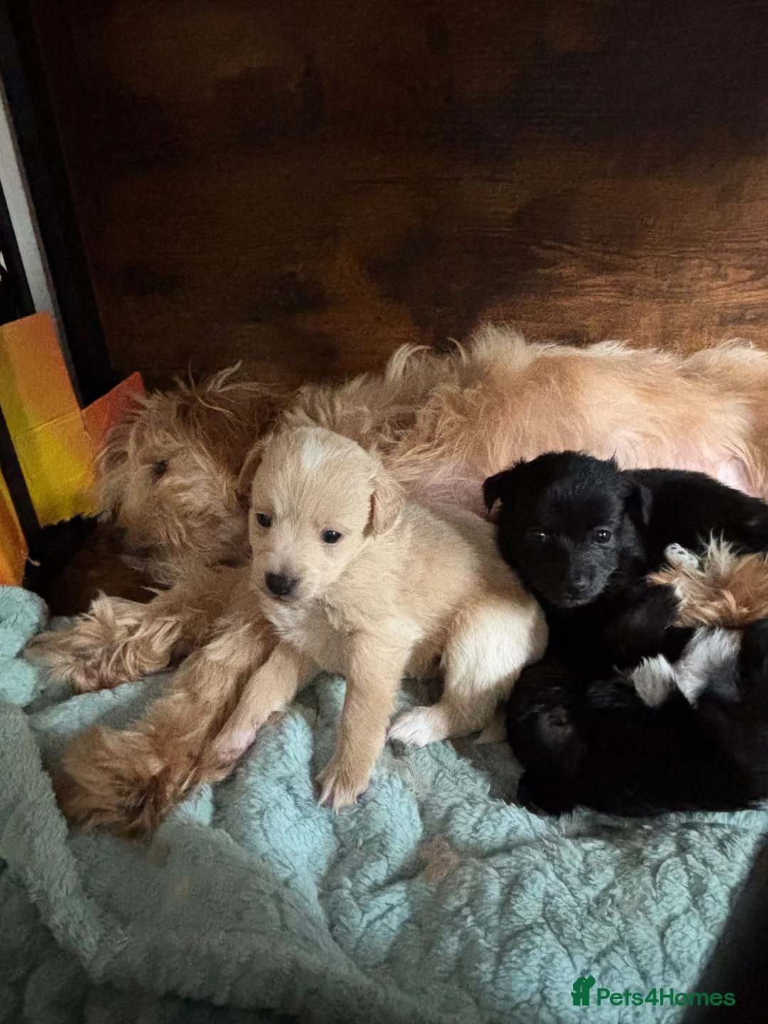 Pomapoo dogs for sale: F2 Pomapoo pups for sale  in Ashbourne - Advert 1