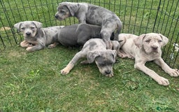 Cane Corso dogs for sale: Cane corso pups  - Image 8
