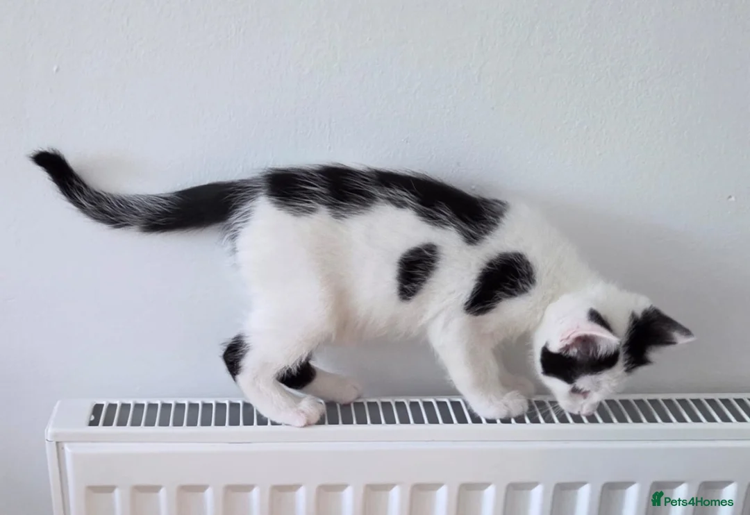 Mixed Breed cats for sale: 4 kittens  in London - Advert 2