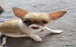 Chihuahua dogs for sale: Boy & girl chihuahua puppies  - Image 10