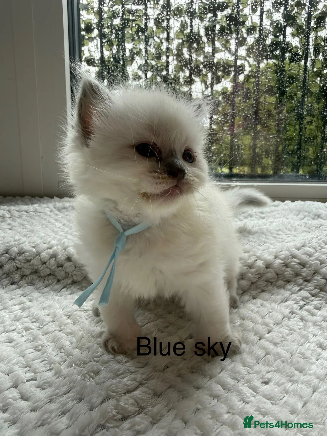 Ragdoll cats for sale: 4 ragdoll kittens  - Advert 6