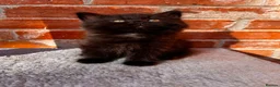 Mixed Breed cats for sale: Adorable Kittens  - Advert 28