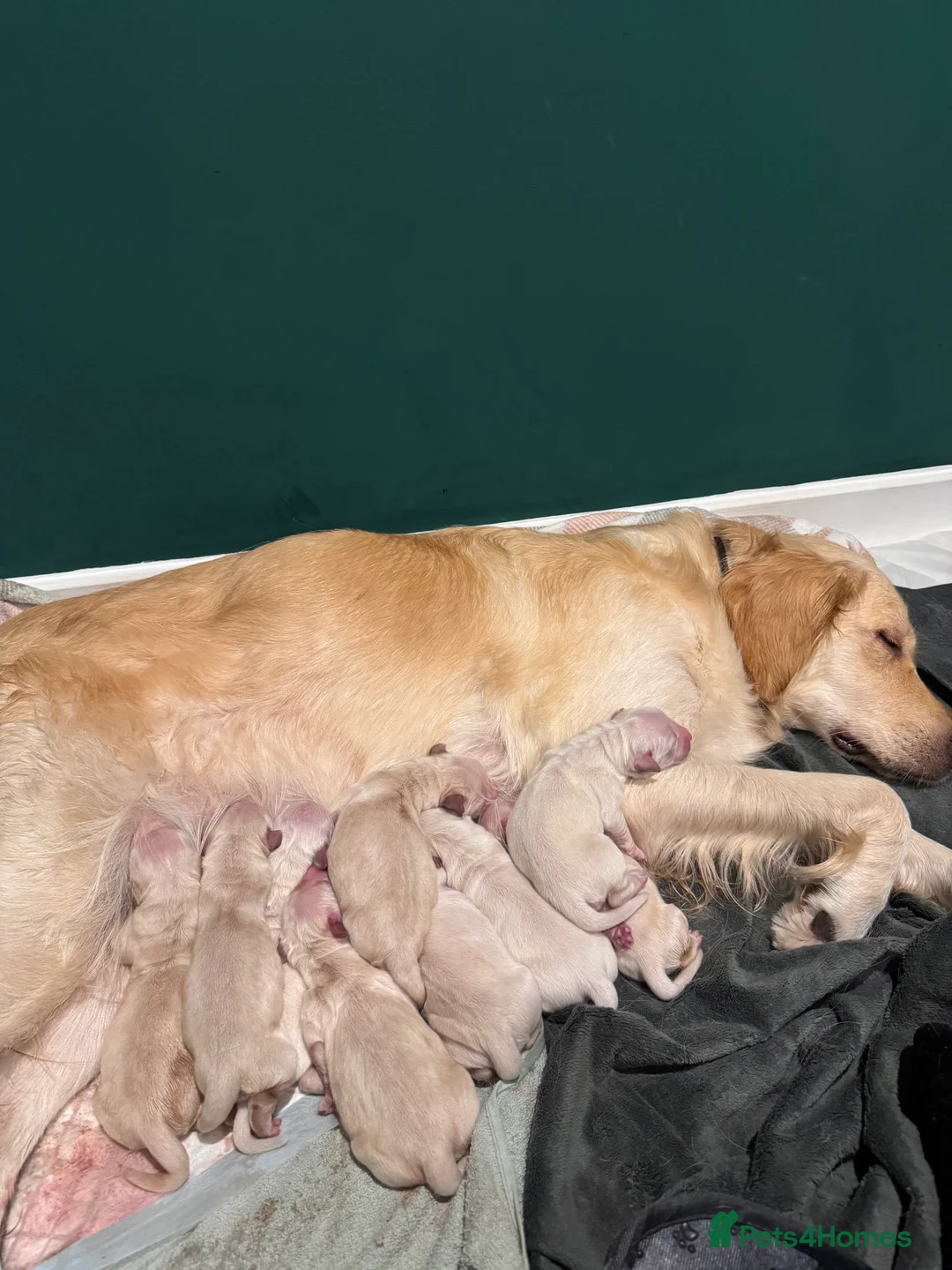 Golden Retriever dogs for sale: KC Champion Line Golden Retriever puppies💗💙 - Advert 14
