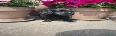 black silky coat girl