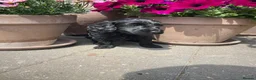 Cockapoo dogs for sale: Beautiful Litter of F1B Cockapoos🐶 - Advert 21