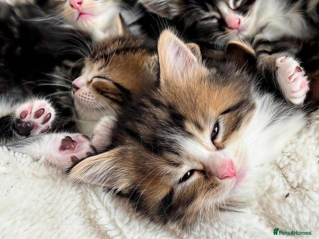 Siberian cats for sale: Adorable Siberian Forest Mix Kittens - Image 1