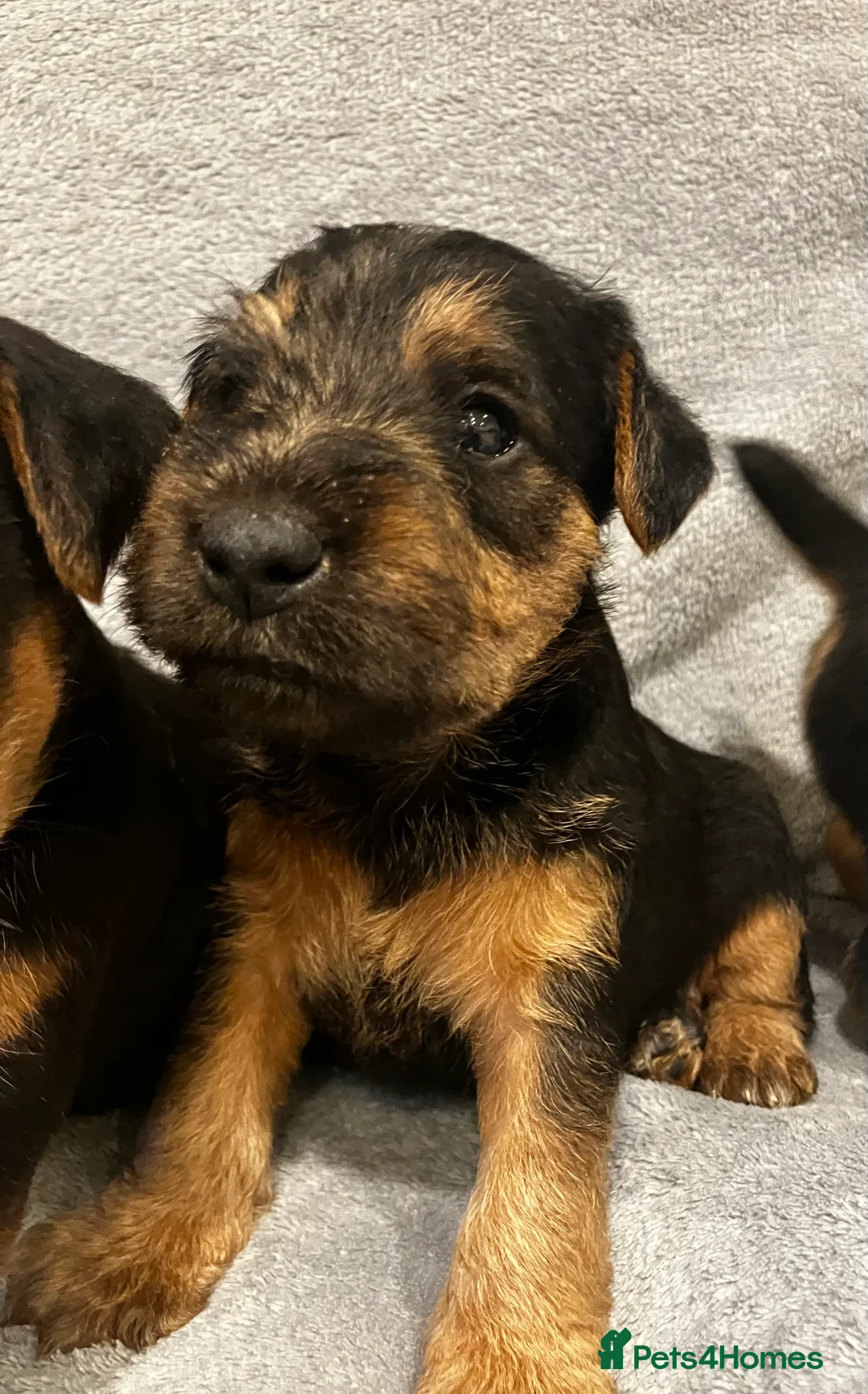 Lakeland Terrier dogs for sale: Beautiful Lakeland  - Advert 2