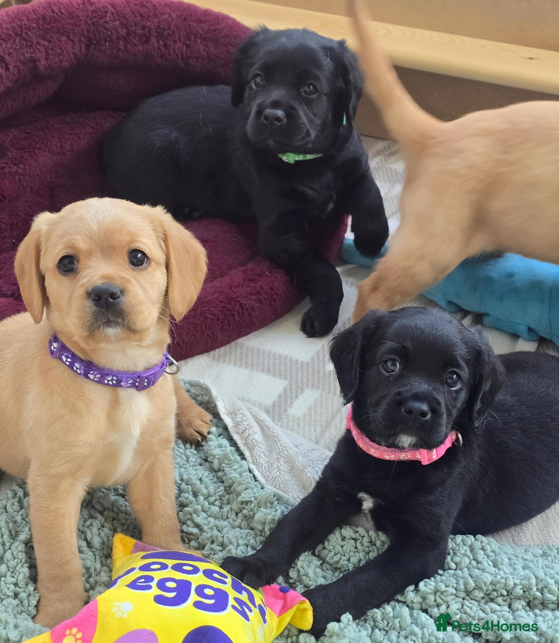 Mixed Breed dogs for sale: Cavador! Rare Ready 2 leave. 1 beautiful boy left. - Advert 17