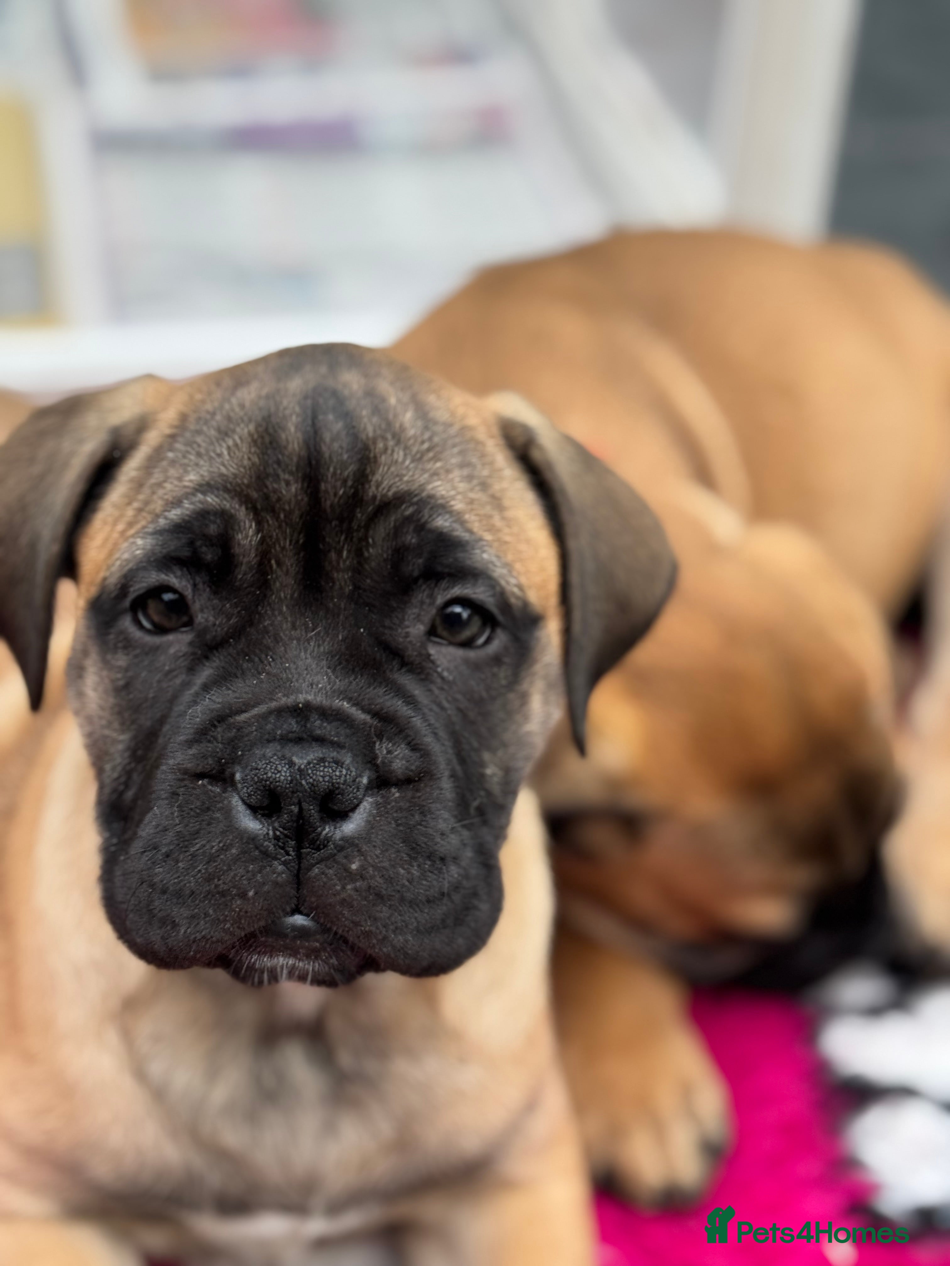 Bullmastiff dogs Beautiful Pedigree Puppies - Advert 8