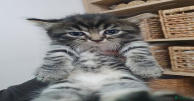 Mixed Breed cats - Advert 5