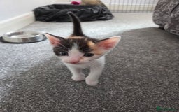 Domestic Shorthair cats for sale: Beautiful kittens ready for home - Image 1