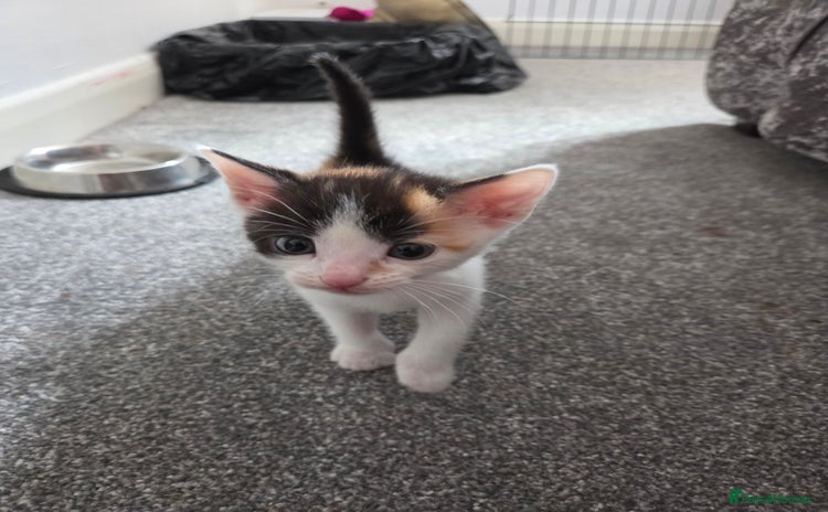 Domestic Shorthair cats - Advert 2