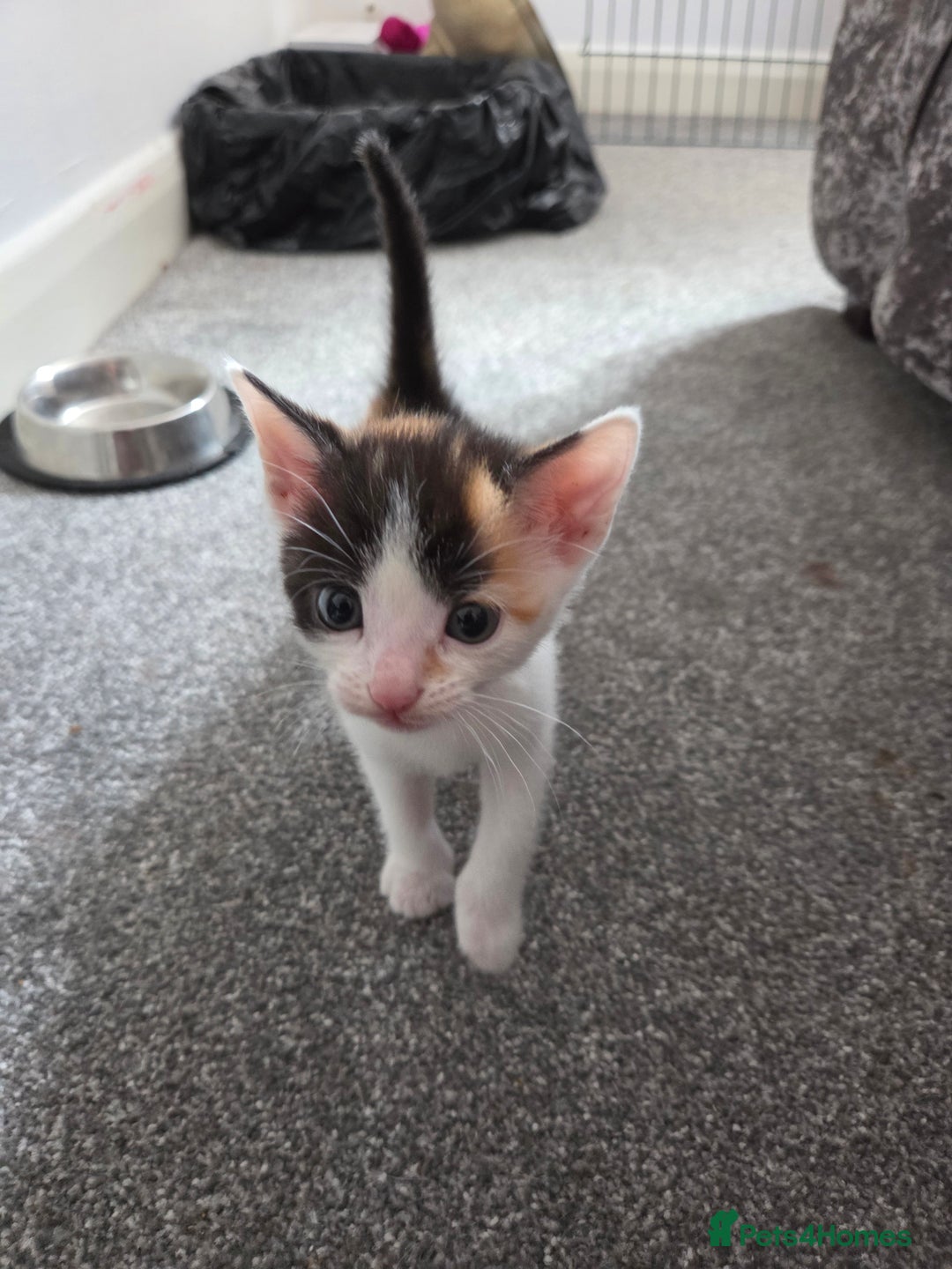 Domestic Shorthair cats for sale: Beautiful kittens ready for home - Image 1