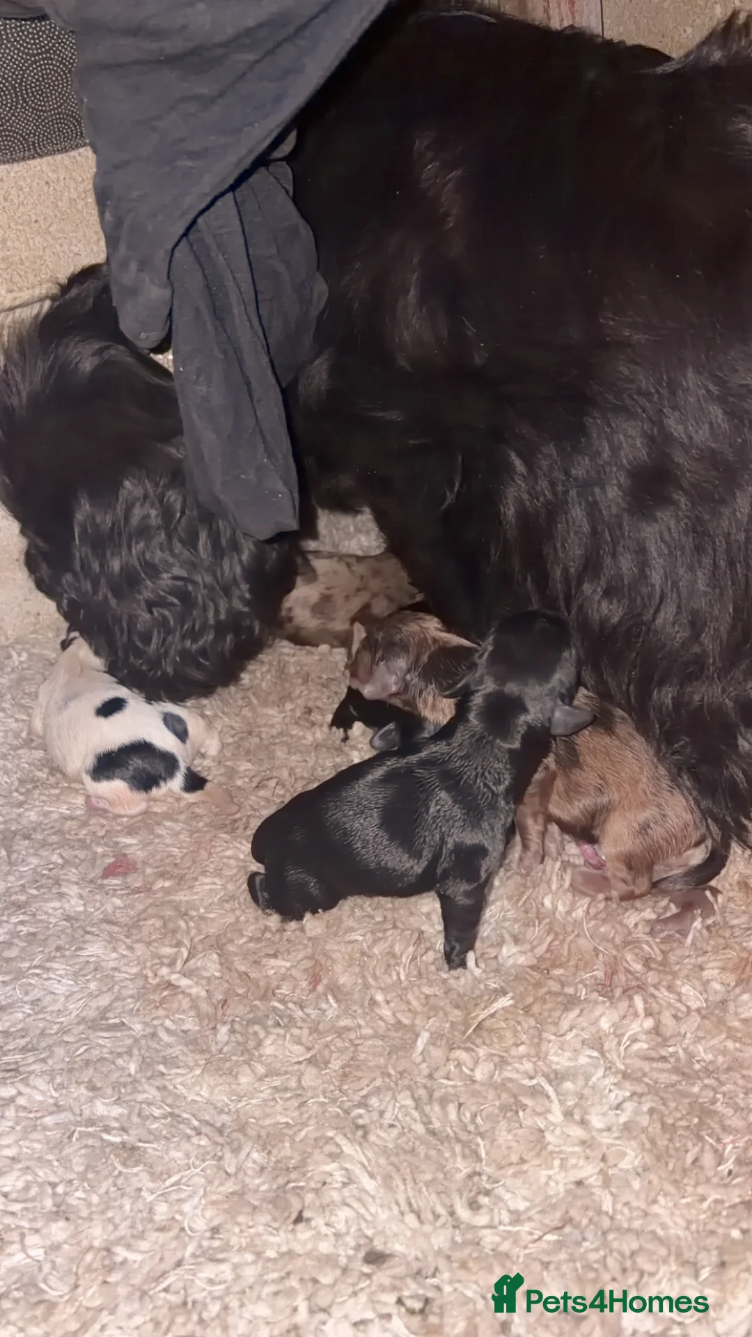 Cocker Spaniel dogs for sale: Beautiful Cocker spaniel puppies  - Advert 2