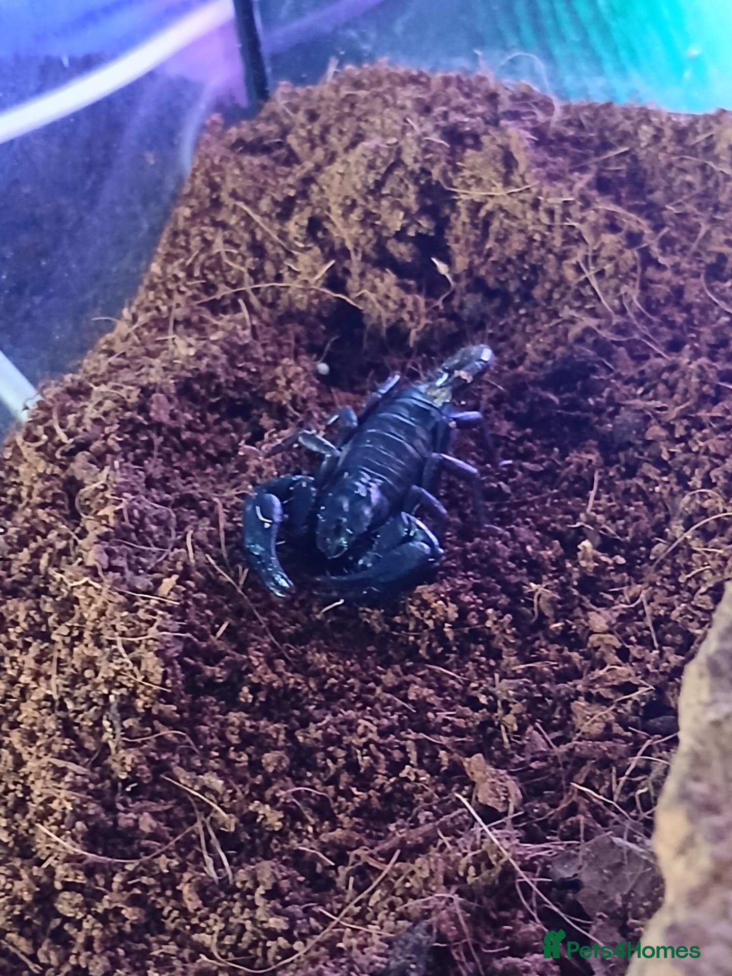 Scorpions invertebrates Forest scorpian - Advert 7