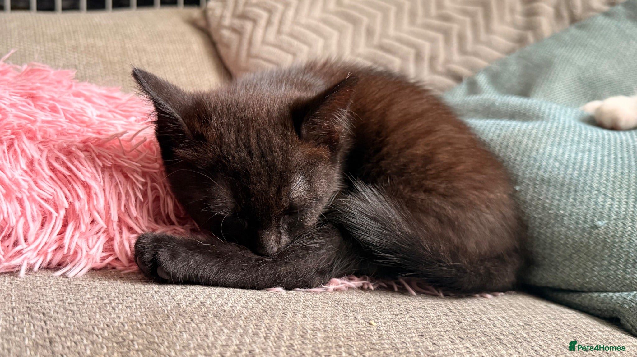 Mixed Breed cats Super confident last 2 ready to go  - Advert 4