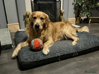 Golden Retriever dogs in Ipswich - Advert 14