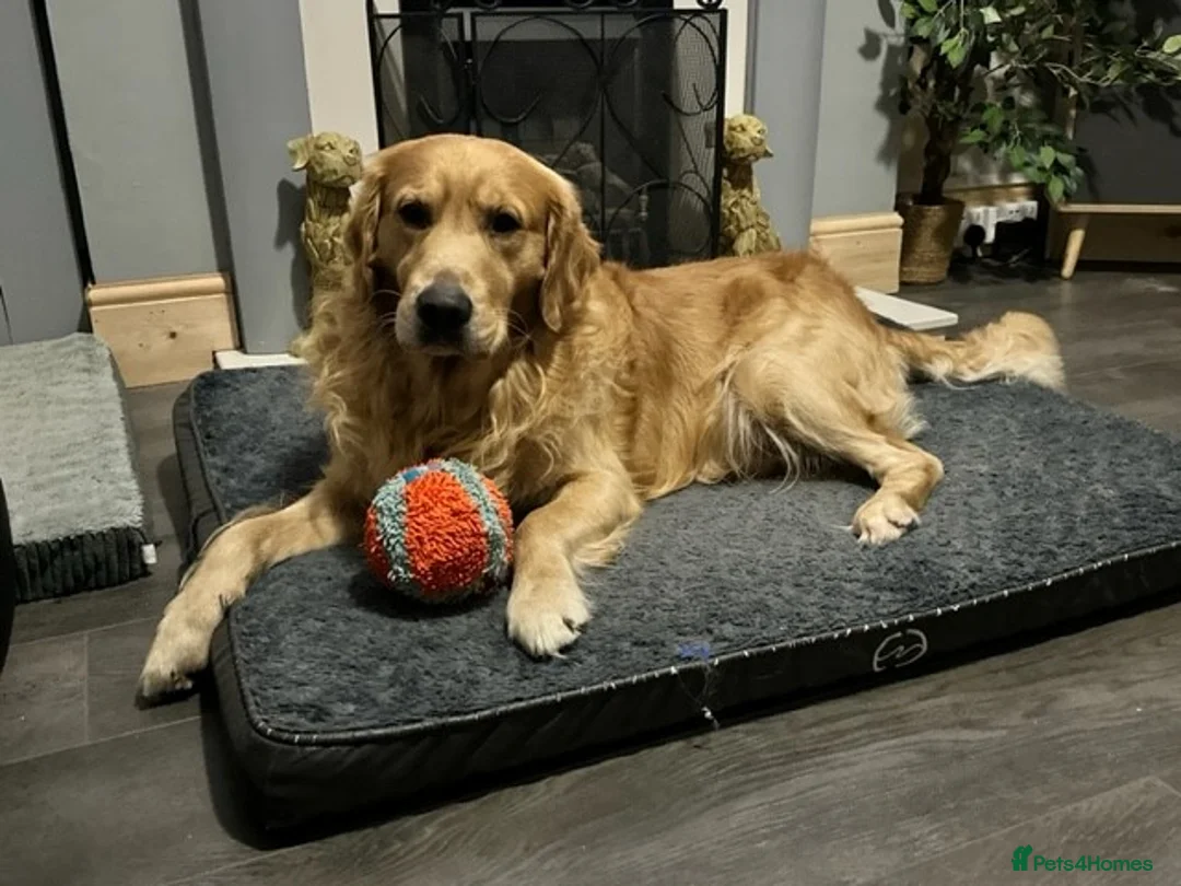 Golden Retriever dogs for stud: Golden retriever health tested stud, large litters in Ipswich - Advert 1