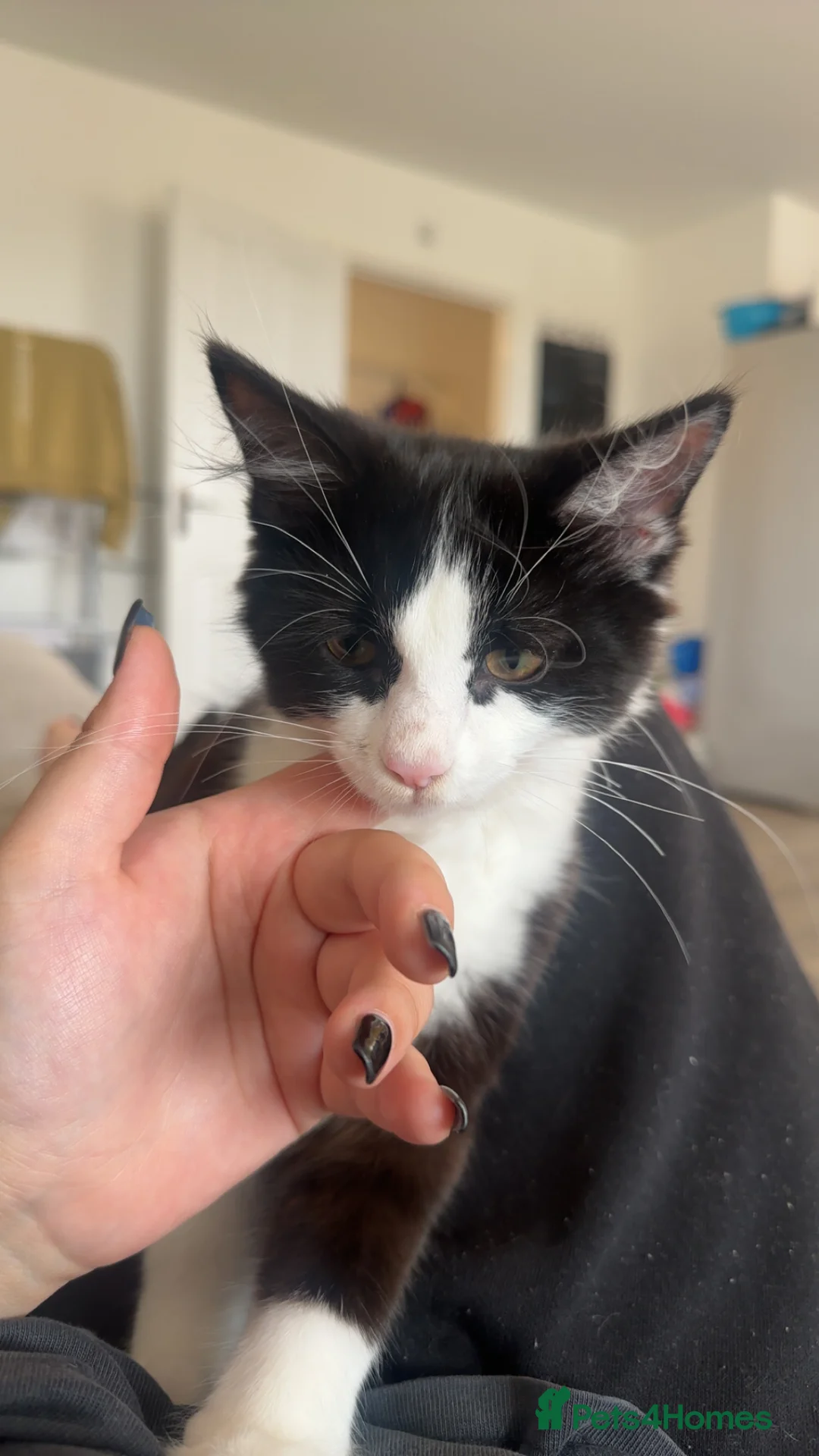 British Longhair cats for sale: Tuxedo male for sale (indoor cat) - Advert 4