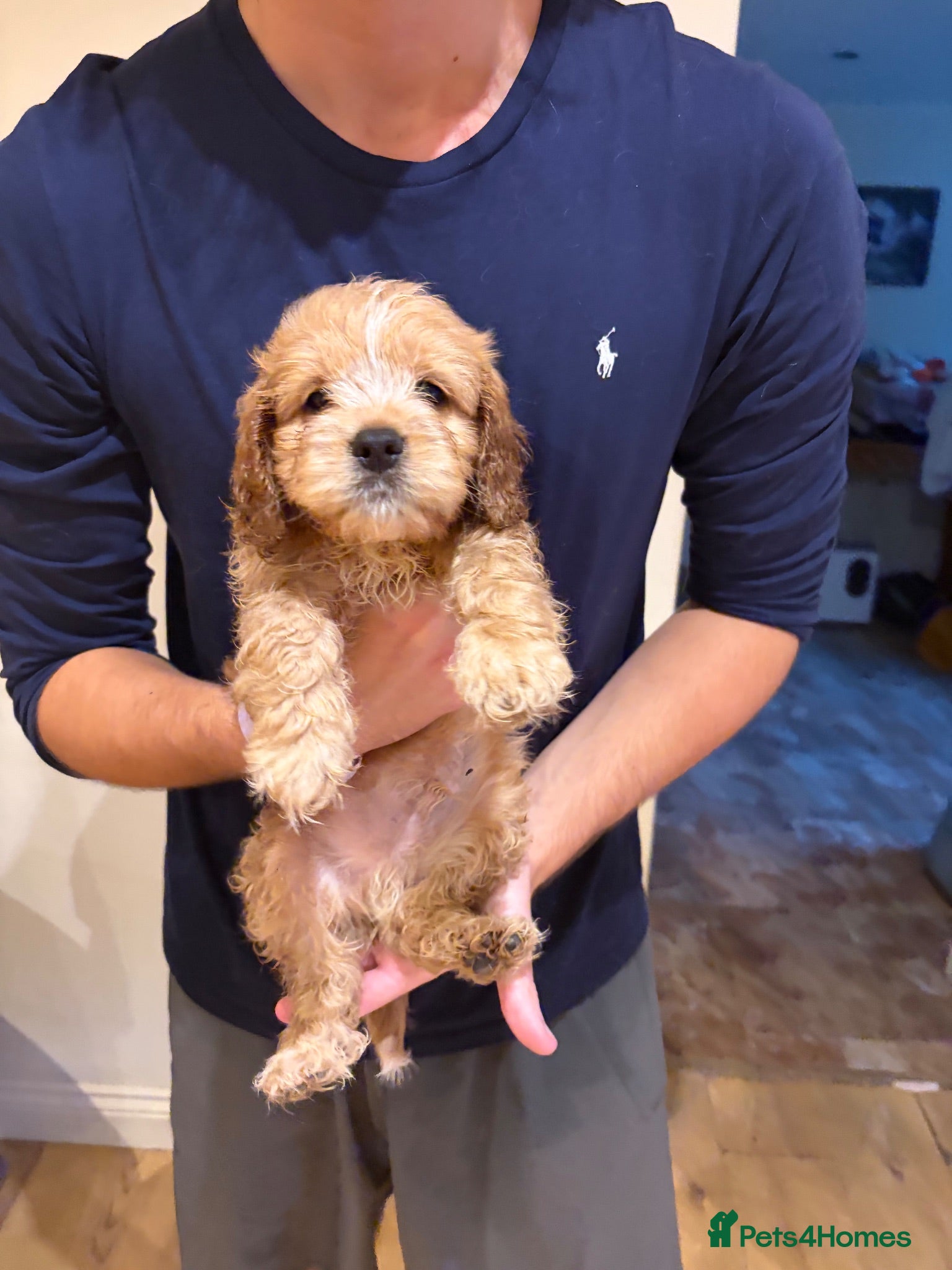 Cockapoo dogs ✨🐶 Golden Cockapoo Puppies  🐶✨ - Advert 2