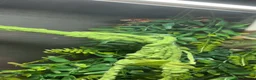 Corn Snake reptiles for sale: Corn snake.  - Advert 2