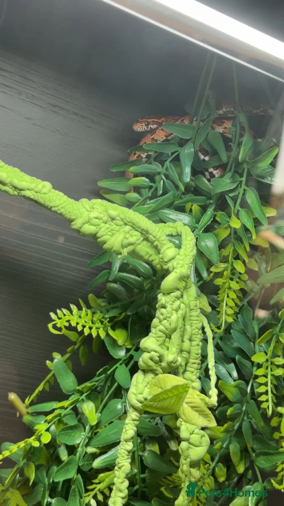 Corn Snake reptiles for sale: Corn snake.  - Advert 2