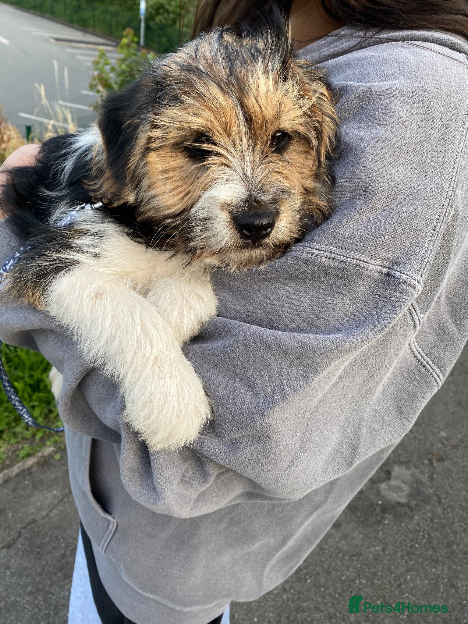 Mixed Breed dogs 6 month Jack Russel mix looking for new home - Advert 1