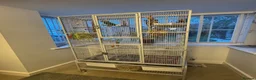 Parrots birds for sale: Male Alexandrine For Sale 🦜  in Dunstable - Advert 4