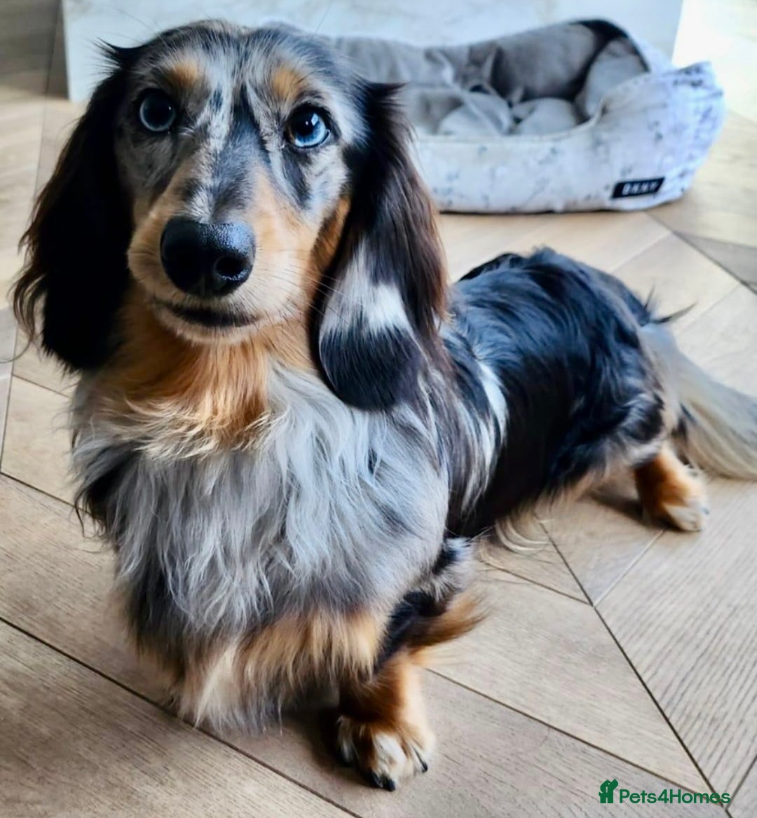 Miniature Dachshund dogs for stud: Stunning KC Reg Long haired Dapple Proven Stud in Hartlepool - Advert 3