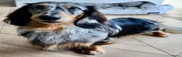 Miniature Dachshund dogs for stud: Stunning KC Reg Long haired Dapple Proven Stud in Hartlepool - Advert 3