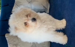 Bichon Frise dogs for stud: kc registered bichon frise for stud in Southampton - Image 6