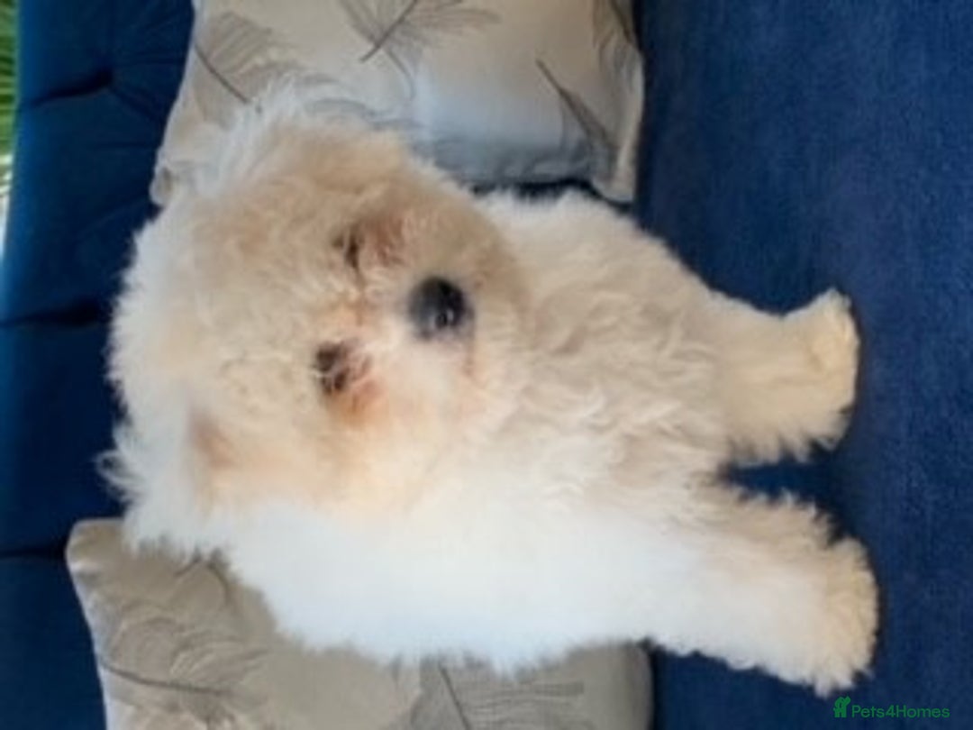 Bichon Frise dogs for stud: kc registered bichon frise for stud in Southampton - Image 6