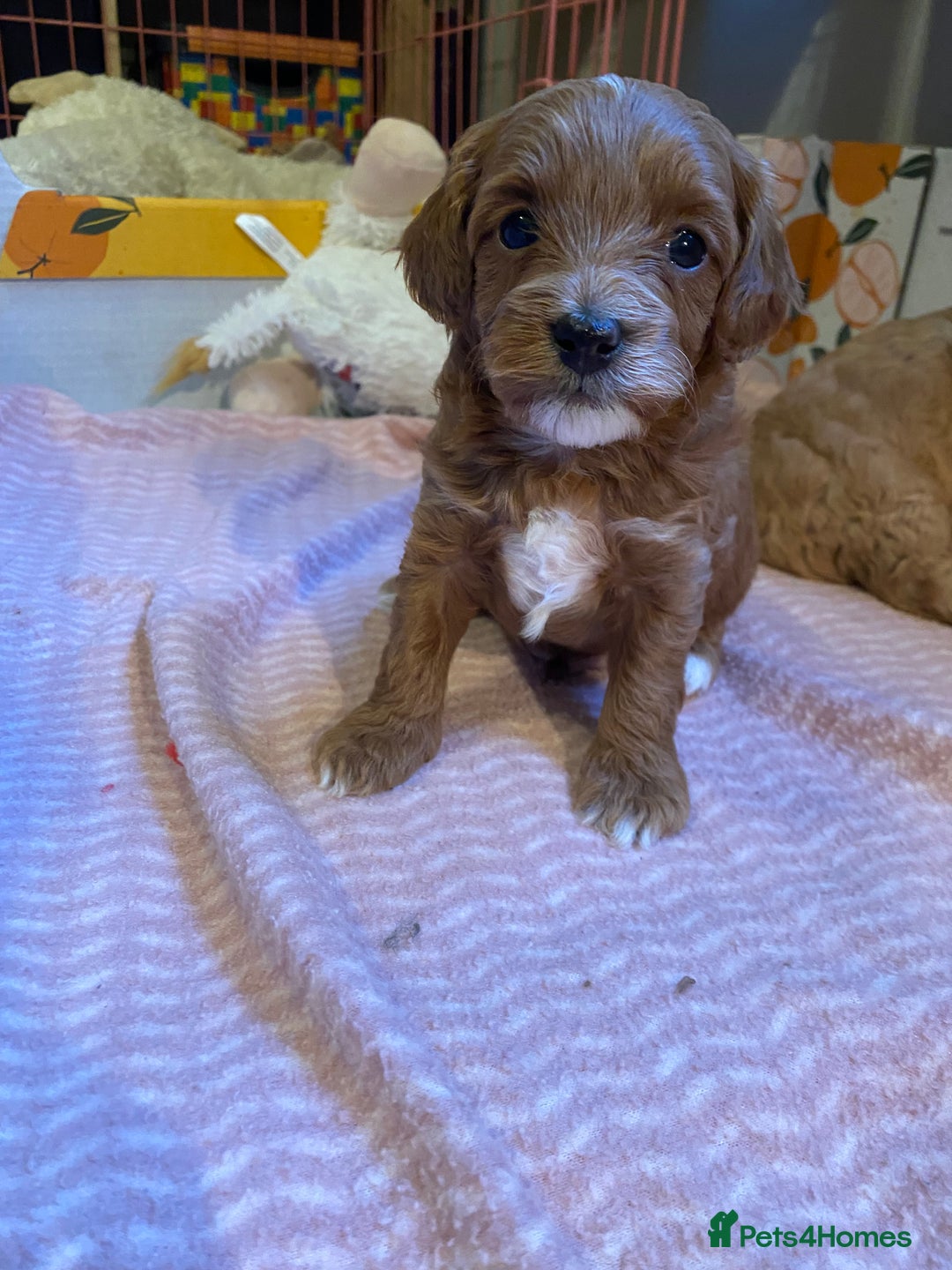 Cavapoo dogs for sale: F1B Toy Red Cavapoos for Sale - Advert 8