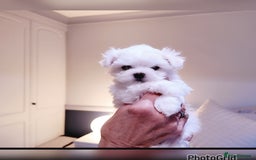 Maltese dogs for sale: Exceptional TINY Maltese pups  - Image 6