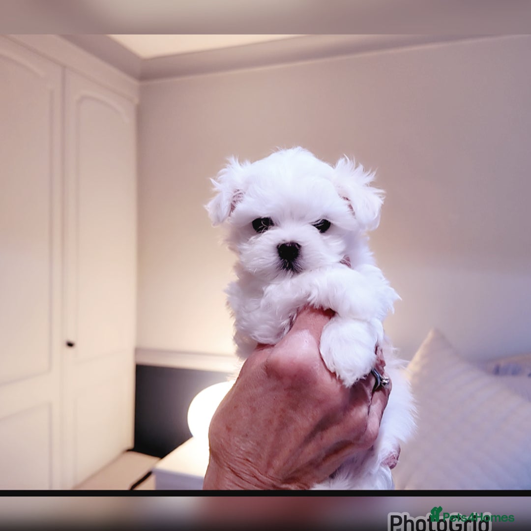 Maltese dogs for sale: Exceptional TINY Maltese pups  - Image 6