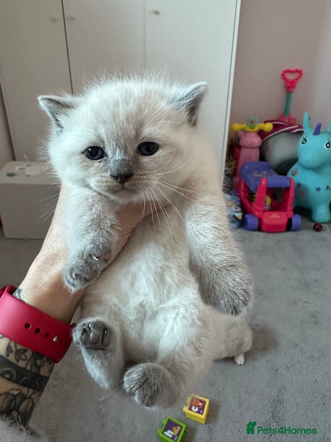 Ragdoll cats for sale: Pedigree Ragdoll kittens for sale - Advert 4