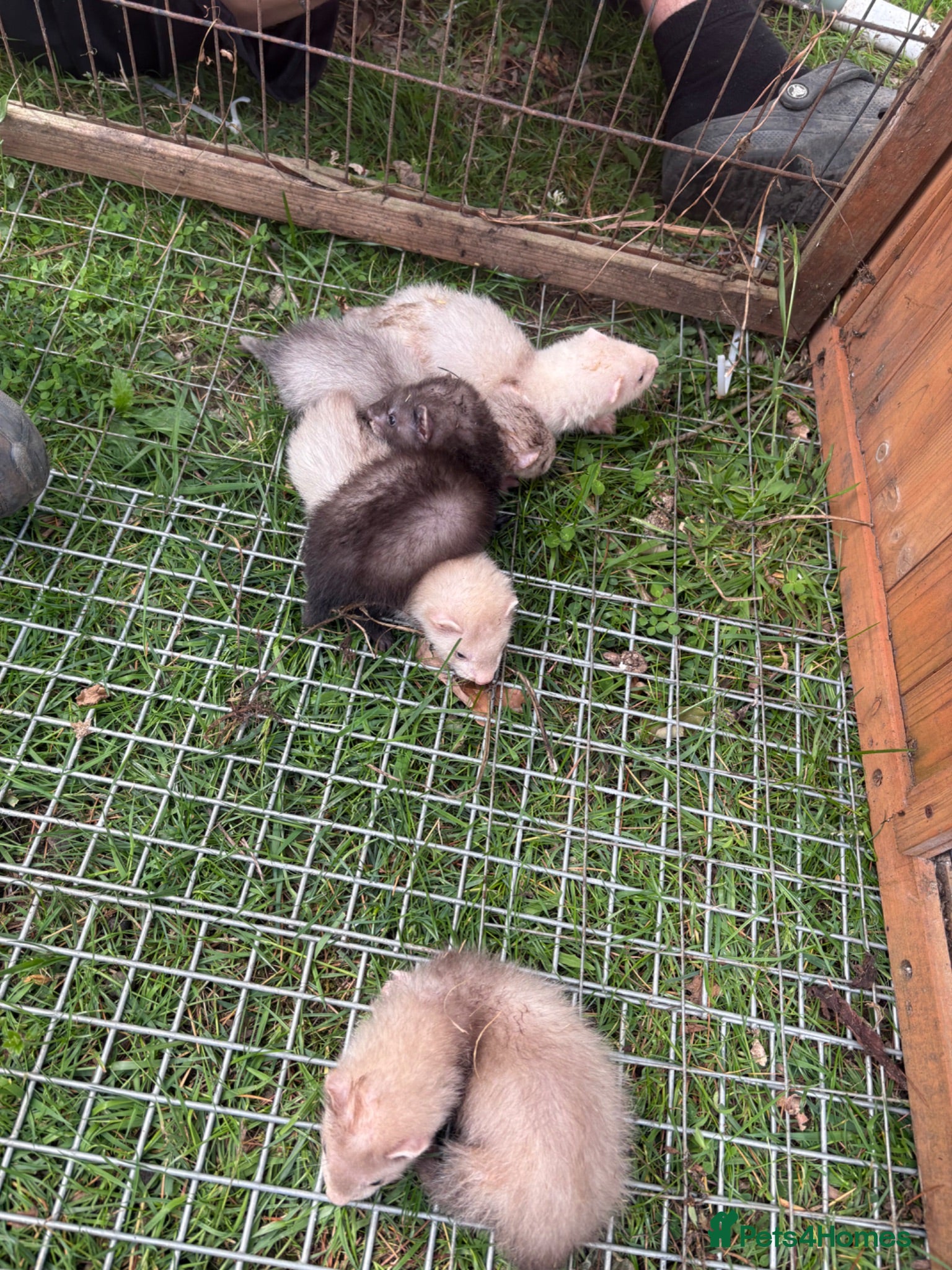 Ferret rodents Baby ferrets for sale £30 - Advert 1