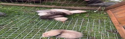 Ferret rodents for sale: Baby ferrets for sale £30 - Advert 1